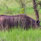 at Grumeti Reserve, Tanzania